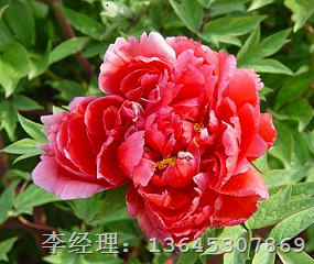 精品观赏牡丹价格|红色观赏牡丹 