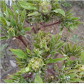 山东牡丹苗批发商|菏泽牡丹苗**价格| 