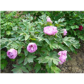 蓝色观赏牡丹种植基地|菏泽观赏牡丹批发