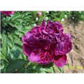 菏泽芍药苗价格|菏泽芍药苗批发