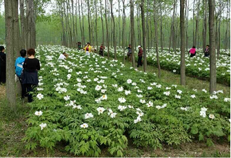 菏泽油用牡丹经销商|济南油用牡丹经销商