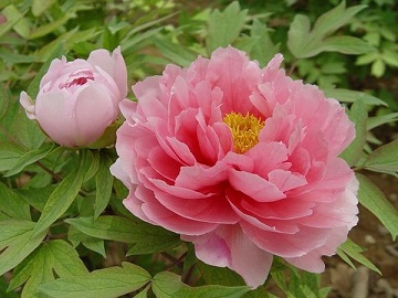 李园春观赏牡丹价格|菏泽观赏牡丹基地