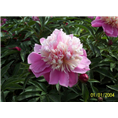 菏泽精品芍药销售商|精品芍药种植基地