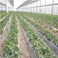 广西草莓苗批发、钦州草莓苗、灵山草莓苗