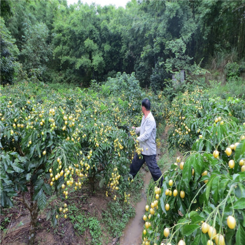 出售黄皮苗-昆明黄皮苗-云南果苗批发 