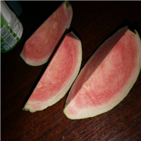 哪里有红宝石芭乐苗卖？云南红宝石芭乐苗