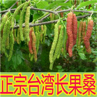 昆明长果桑苗，楚雄长果桑苗供应商 