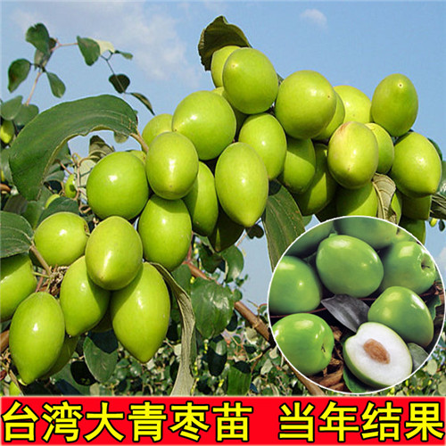 昆明大青枣苗批发\曲靖大青枣苗价格 