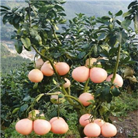 供应蜜柚苗\云南蜜柚苗\昆明蜜柚苗基地 