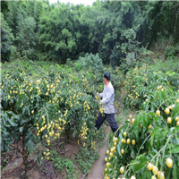 出售黄皮苗-昆明黄皮苗-云南果苗批发 