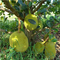 昆明菠萝蜜苗价格/云南菠萝蜜苗/云南果苗 