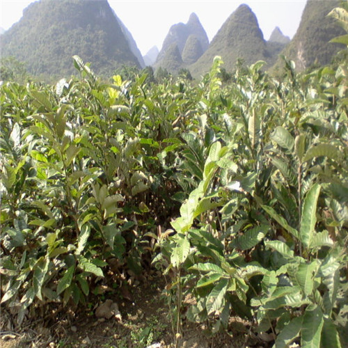 广西板栗苗价格，桂林板栗苗，广西板栗苗