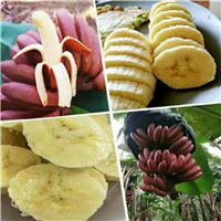 云南红香蕉苗价格，云南红香蕉苗，云南果苗