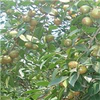 广西油茶苗批发、广西油茶苗供应商
