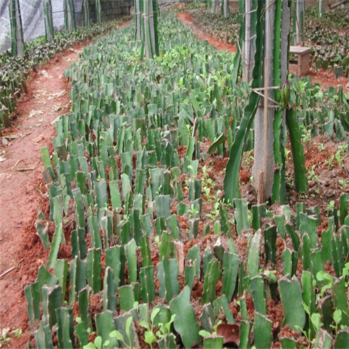 广西火龙果苗价格，广西火龙果苗基地