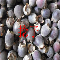云南果苗场\云南果苗\云南捻子苗 