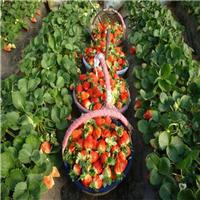 海南草莓苗、云南草莓苗、大量供应草莓苗