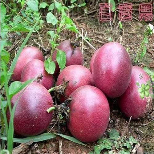 广西百香果苗价格@广西百香果苗批发