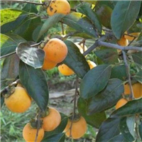 大理柿子苗\昆明柿子苗\玉溪柿子苗 