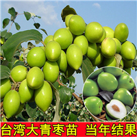 昆明大青枣苗批发\曲靖大青枣苗价格 