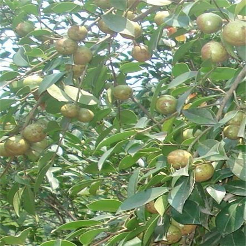 广西油茶苗批发、广西油茶苗供应商