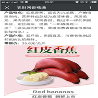 云南广汉果苗场，云南红香蕉苗，昆明红香蕉苗 
