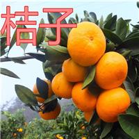 海南柑橘苗批发\海南柑橘苗\海南果苗