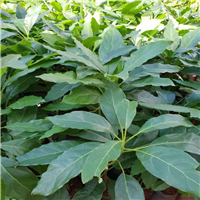 广东哈斯油油果