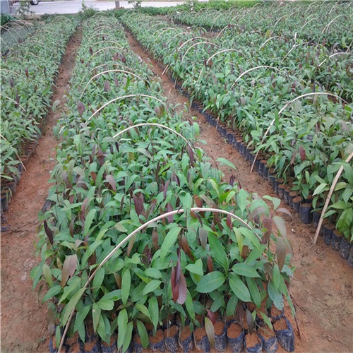 楚雄果苗|楚雄芒果苗|楚雄芒果苗供应商 