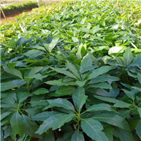 韶关哈斯油油果