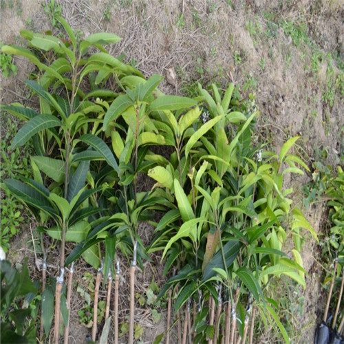 南宁芒果苗、桂林芒果苗、广西芒果苗供应