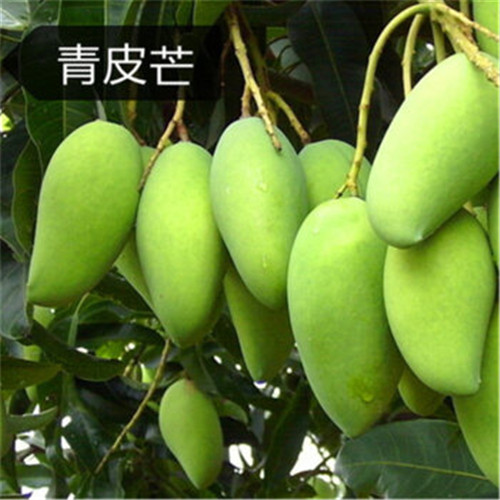 云南果苗|云南芒果苗|昆明芒果苗批发 