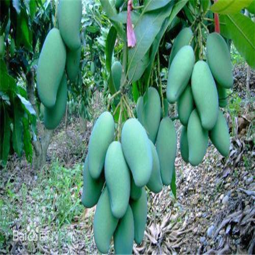 贵州芒果苗价格、贵州芒果苗批发