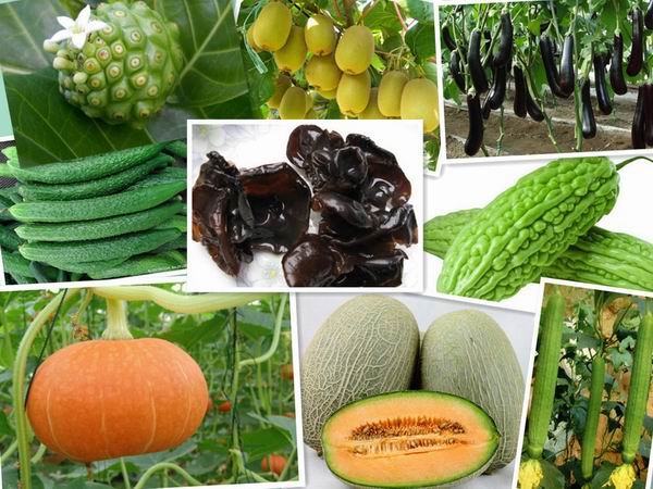 西安果蔬酵素提取物_西安植物提取物批发价格