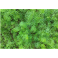 西安小茴香提取物|西安果蔬提取物