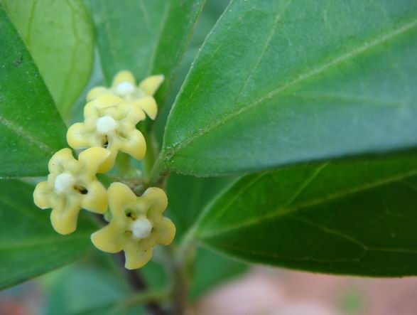 西安武血藤提取物|西安天然植物提取物