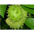 西安刺果番荔枝提取物_西安植物提取物 