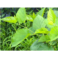 西安桑叶提取物|西安天然植物提取物