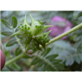 西安刺蒺藜提取物|西安果蔬提取物|