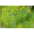 西安小茴香提取物|西安果蔬提取物