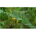 西安水皂角提取物||西安果蔬提取物