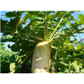 西安莱菔子提取物|西安果蔬酵素