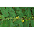 西安水皂角提取物||西安果蔬提取物