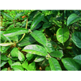 西安巴戟天提取物|西安天然植物提取物