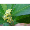 西安武血藤提取物|西安天然植物提取物