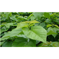 西安桑叶提取物|西安天然植物提取物