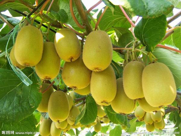 西安果蔬酵素、西安植物提取物生产商