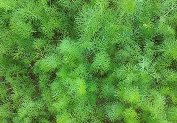 西安小茴香提取物|西安果蔬提取物