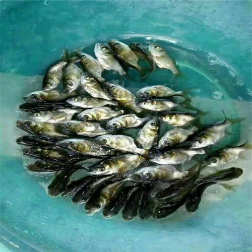 深圳缩骨大头鱼苗 