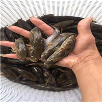 广州笋壳鱼苗 